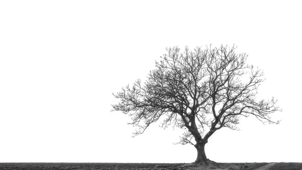 minimalistisk bnw foto helt alene