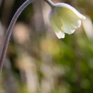 klokkeblomst