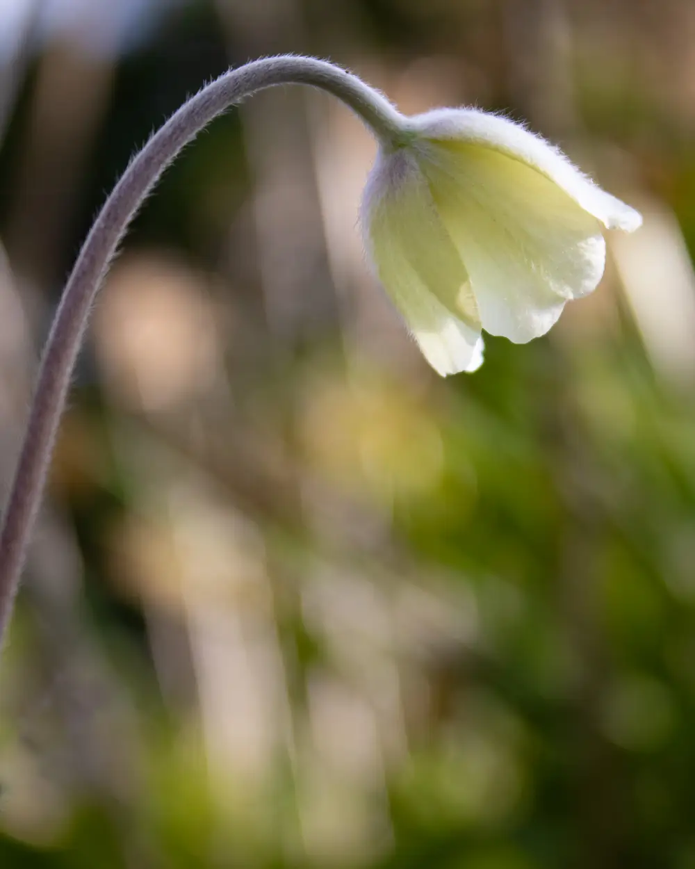 klokkeblomst