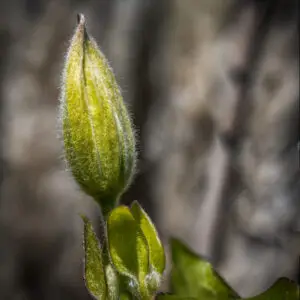 klokkeblomst