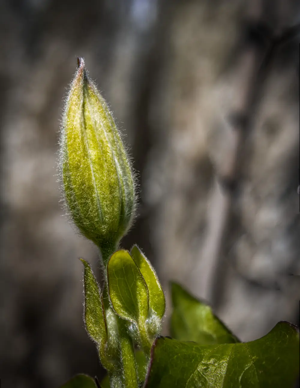 klokkeblomst